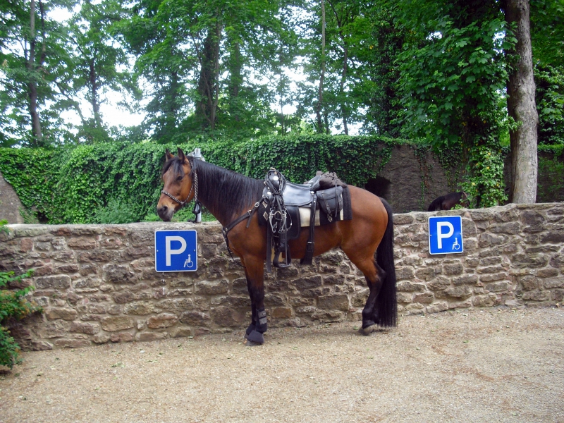 sellier-LA MARTRE-min_horse-350390